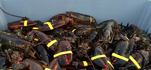 lobster fishing trips in maine