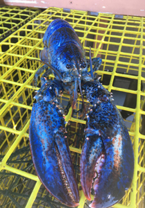 Blue Lobster from Maine